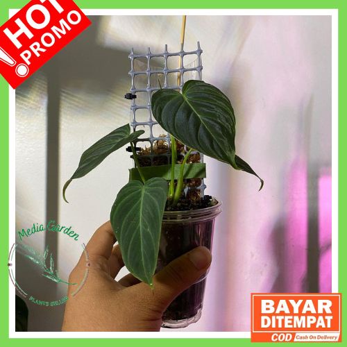 COD Philodendron Melano / Melanochrysum | Tanaman Hias Philodendron Melano / Melanochrysum