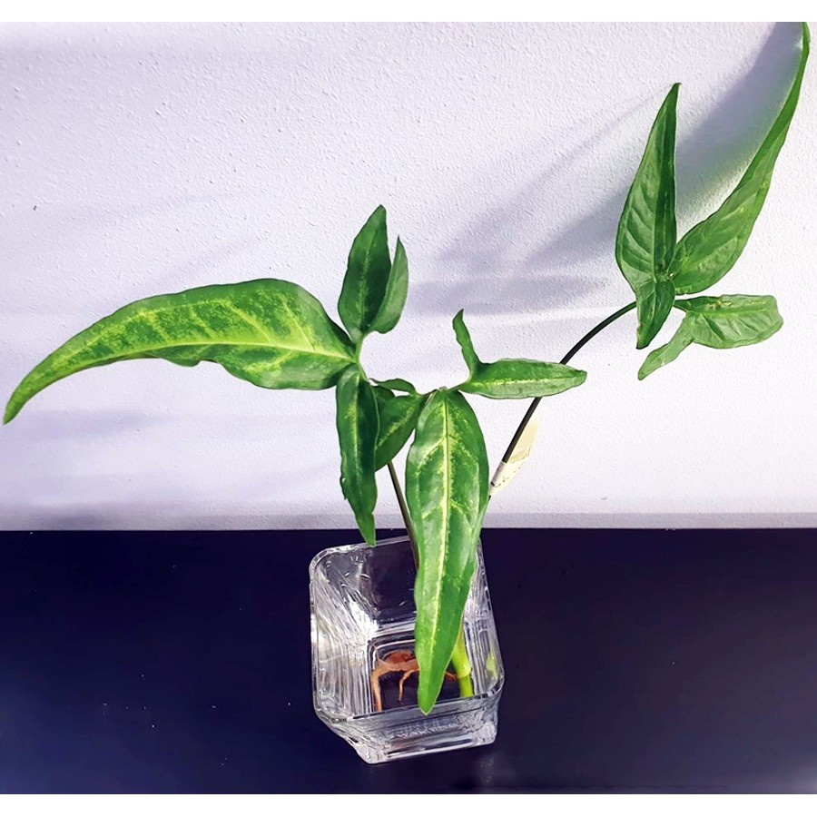 Keladi Mini Runcing Bintang Star Syngonium Trileaf Wonder Talas 2030