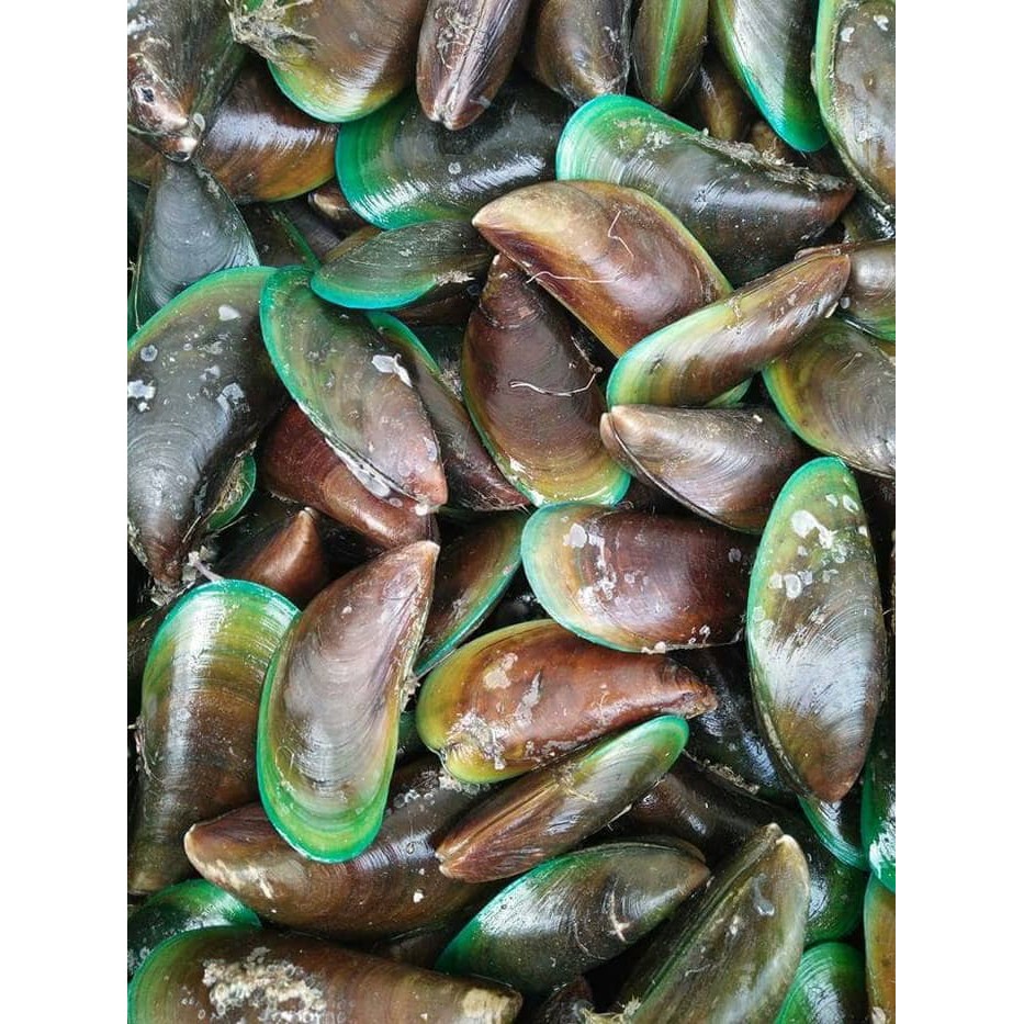 

Kerang Hijau