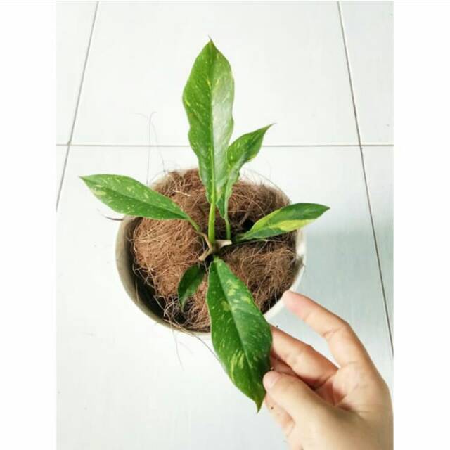 Philodendron Ring Of Fire Gergaji Varigata Shopee Indonesia