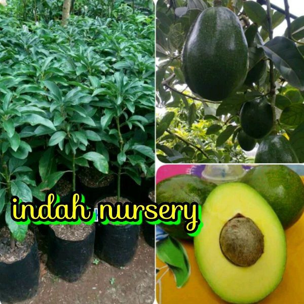 Promo Bibit Alpukat mentega Miki  Original