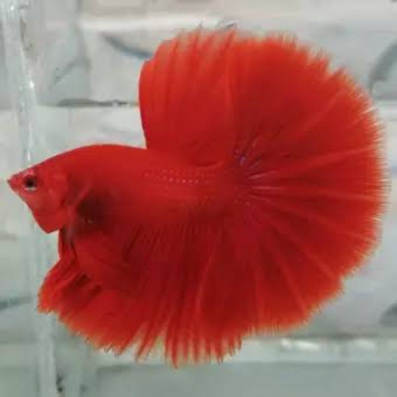 cupang halfmoon super red betina