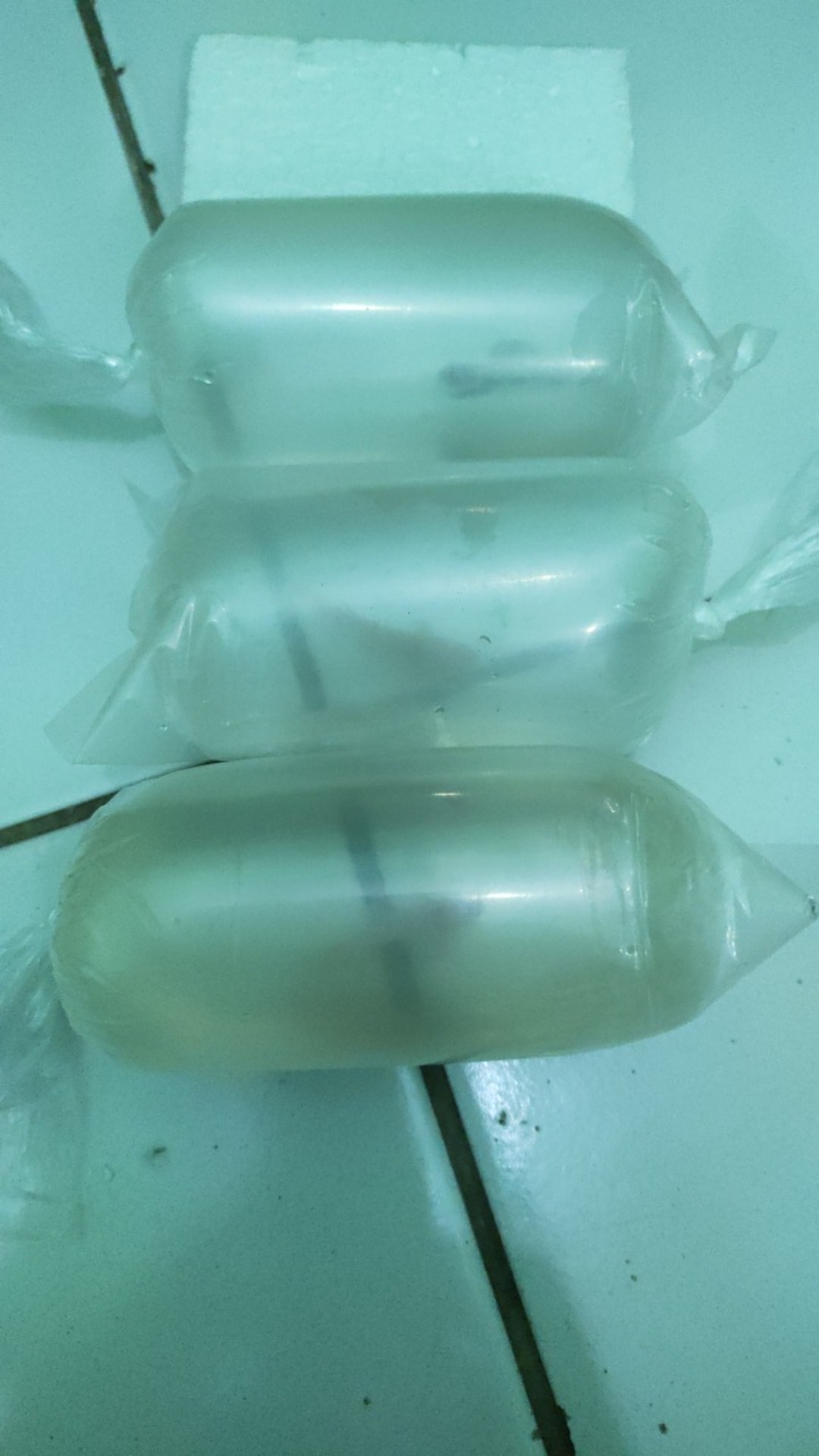 Ikan Cupang Hias Plakat Big Ear Soft Gold Mewah