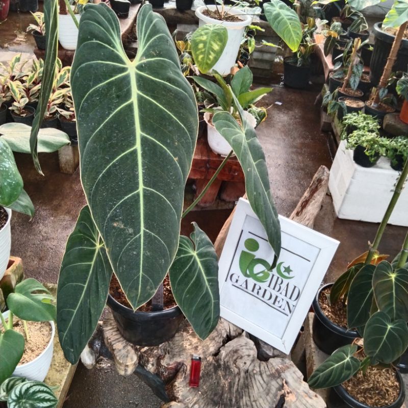 Tanaman hias philodendron melanochrysum narrow jumbo sesuai gambar