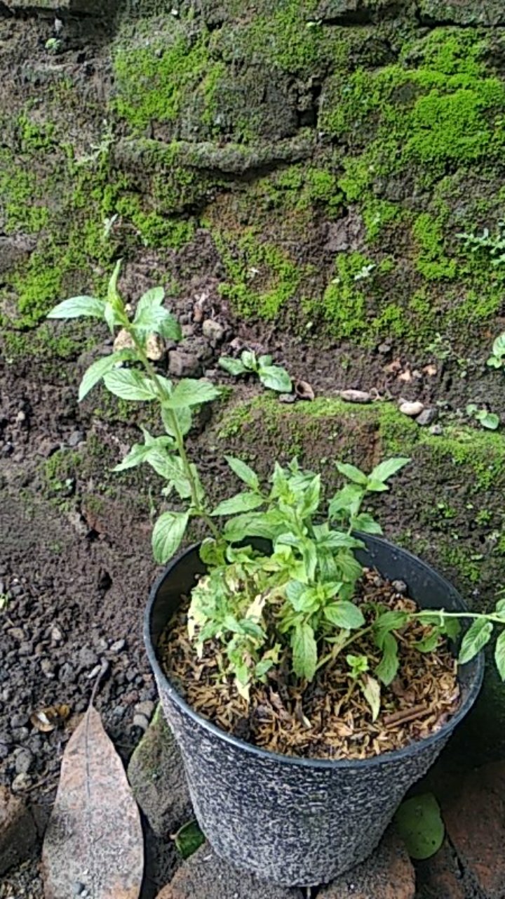 Mentha Spicata - Spearmint - Tanaman Spearmint