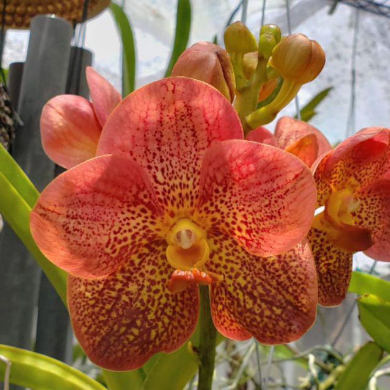 Anggrek Vanda New Red Hybrid Dewasa Siap Bunga