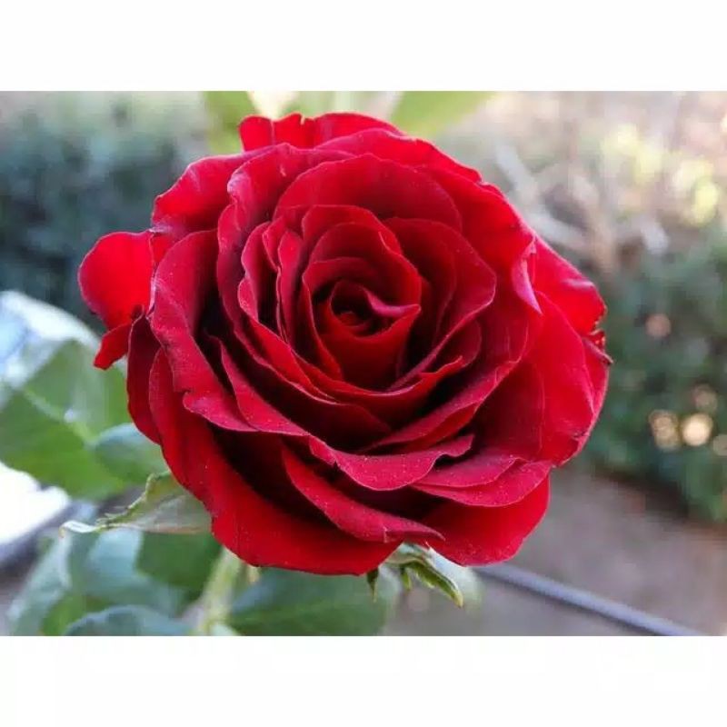 mawar hidup bunga merah