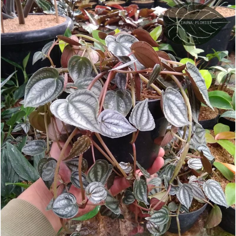 TANAMAN HIAS PEPEROMIA SILVER / PEPEROMIA WATER MELON SILVER