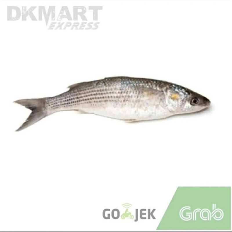 ikan belanak segar 500 gram ikan blanak fresh