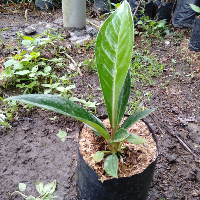 Anthurium Jemani/jenmani