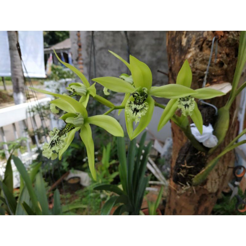 Anggrek Hitam Kalimantan ( Coelogyne Pandurata )