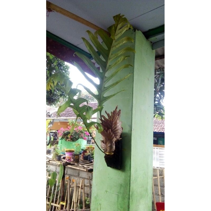 Anggrek pakis hiasan dinding