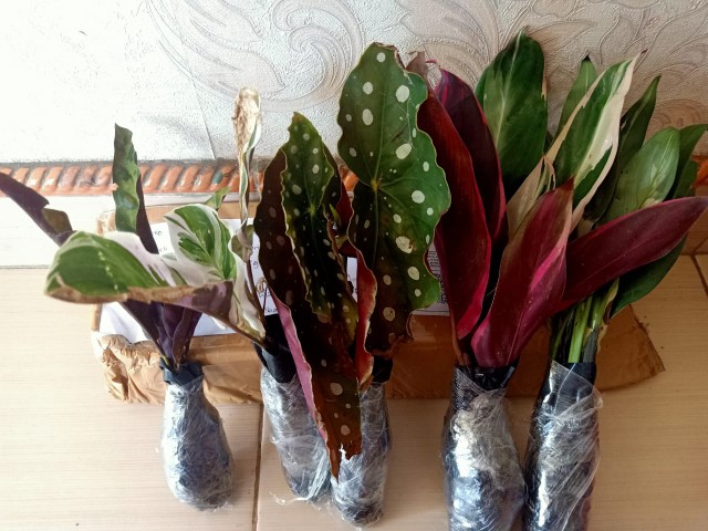 Tanaman Khas Bali Penghias Ruangan Meranti Bali/calathea Multicollor