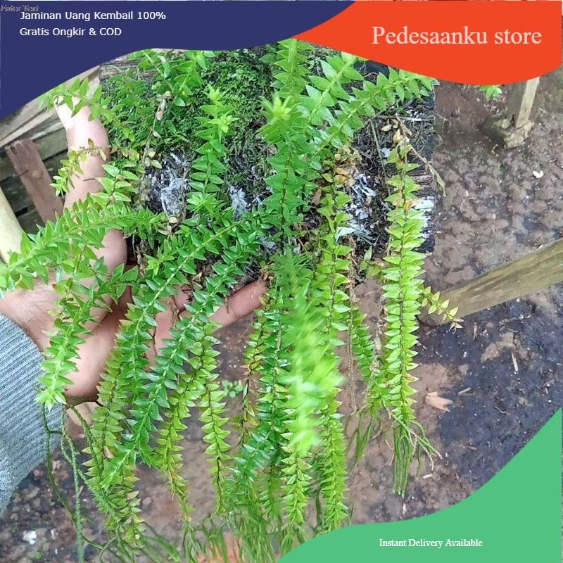 tanaman gantung huperzia rumpai huperzia