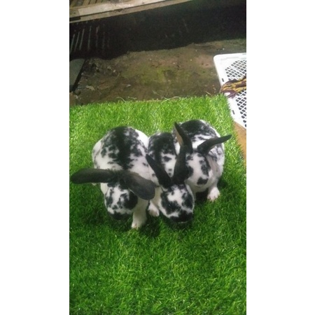 kelinci rex bulu karpet