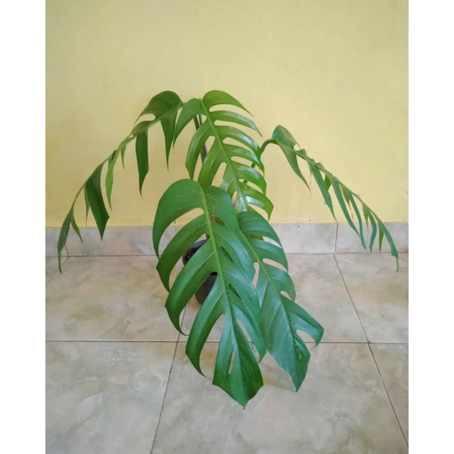 Tanaman Ekor Naga - tanaman hias - ekor naga