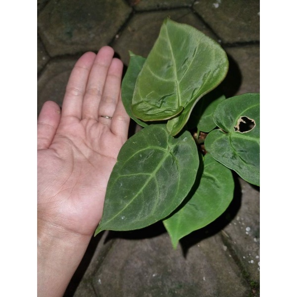 Anthurium Dressleri x Ace Of Spades (AOS)