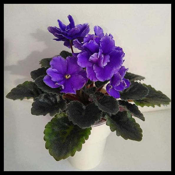 Tanaman African Violets Blue Delft