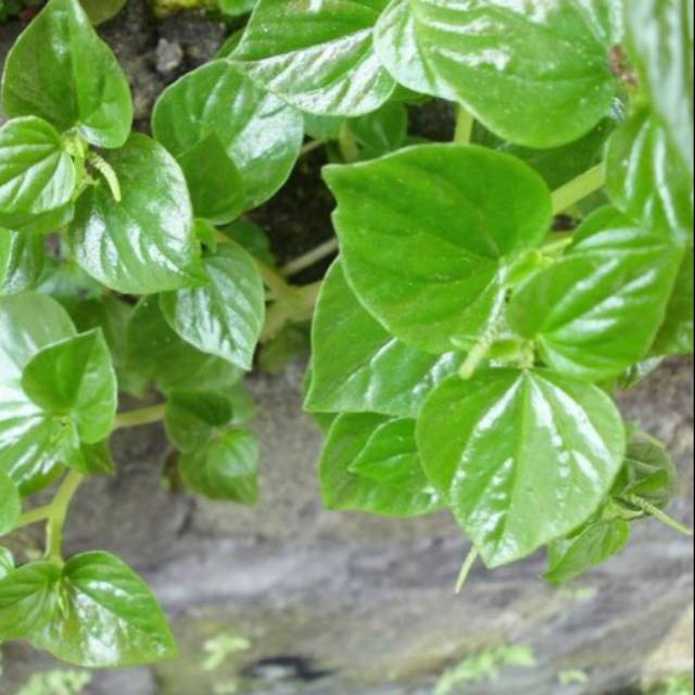 

Sirih china 200 gram Ketumpang air / suruhan