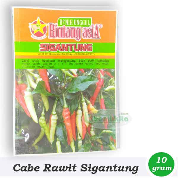 Benih-Bibit Cabe Rawit Besar Sigantung (Bintang Asia)