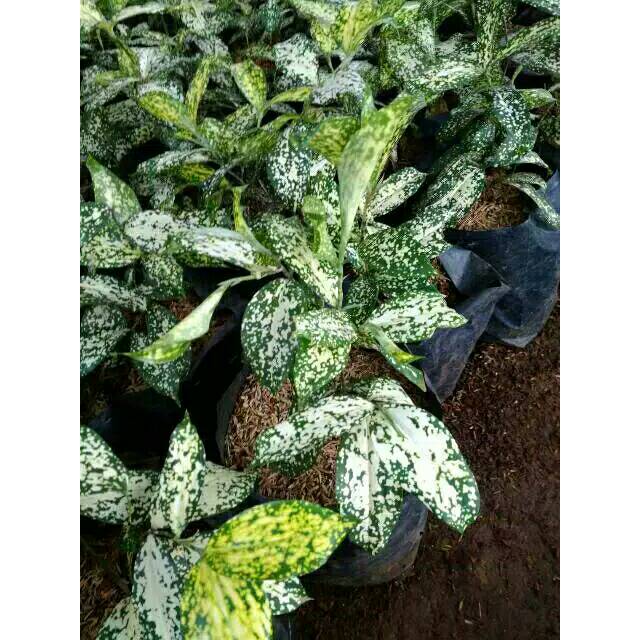 Tanaman bambu dracena/brasena beras tumpah