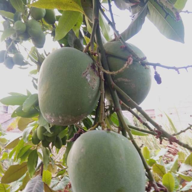 

Mangga apel matbken