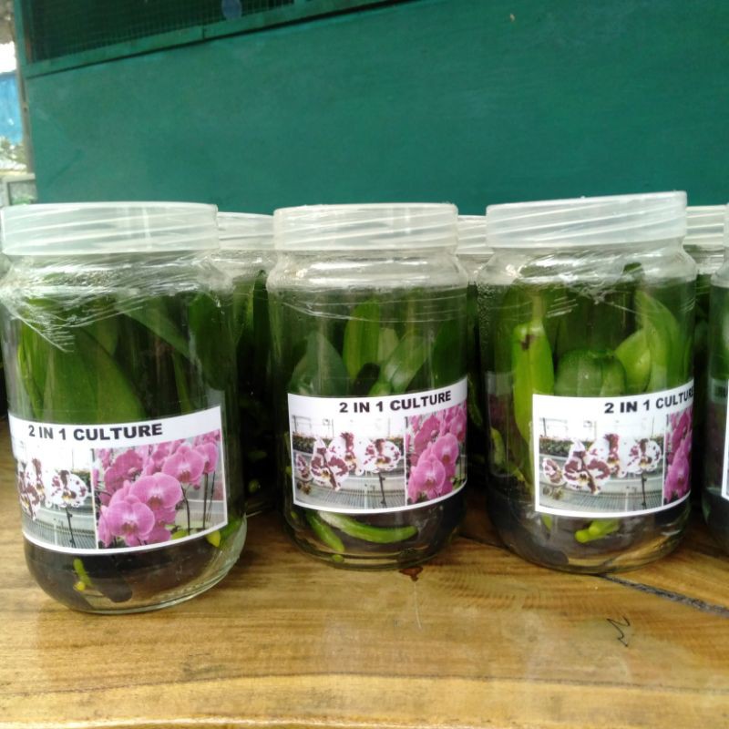 Bibit botol anggrek bulan premium murah
