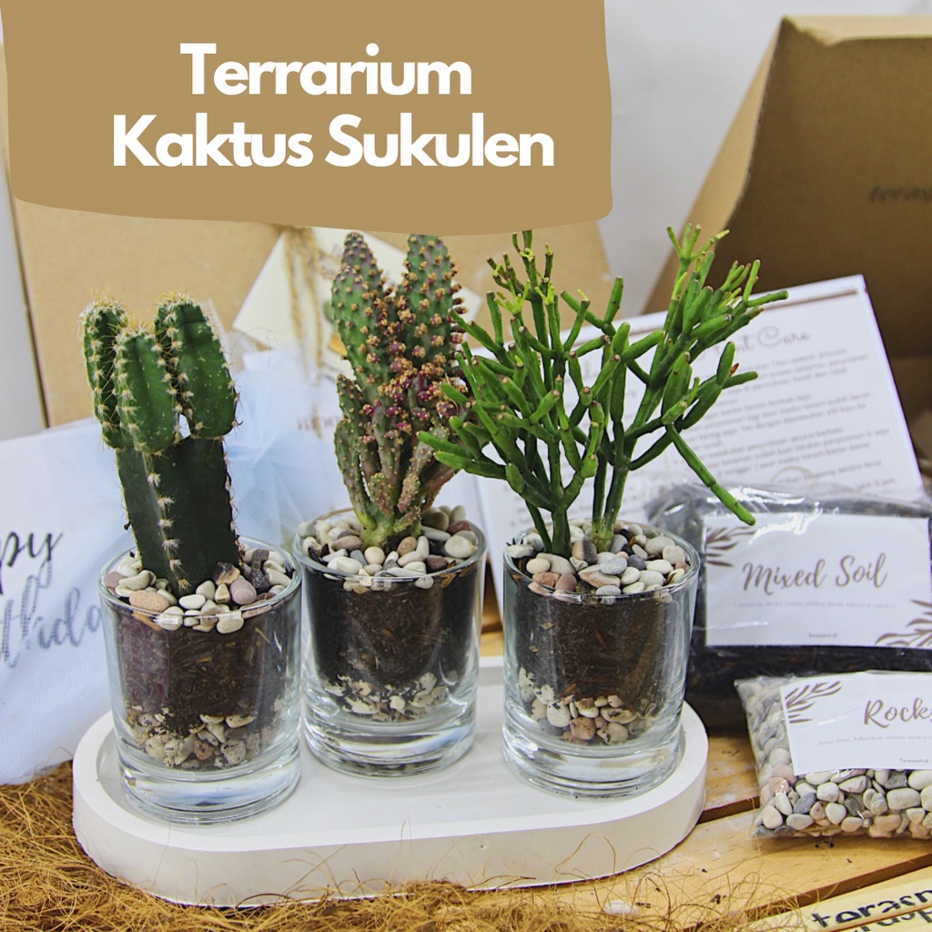 Terrarium Kaktus Sukulen DIY PLANTING KIT Hampers Birthday / Wisuda + Tray Aesthetic Custom Warna