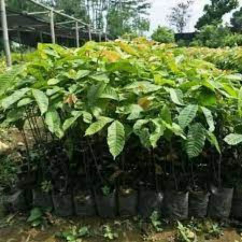 Buah Matoa Bibit Matoa Super