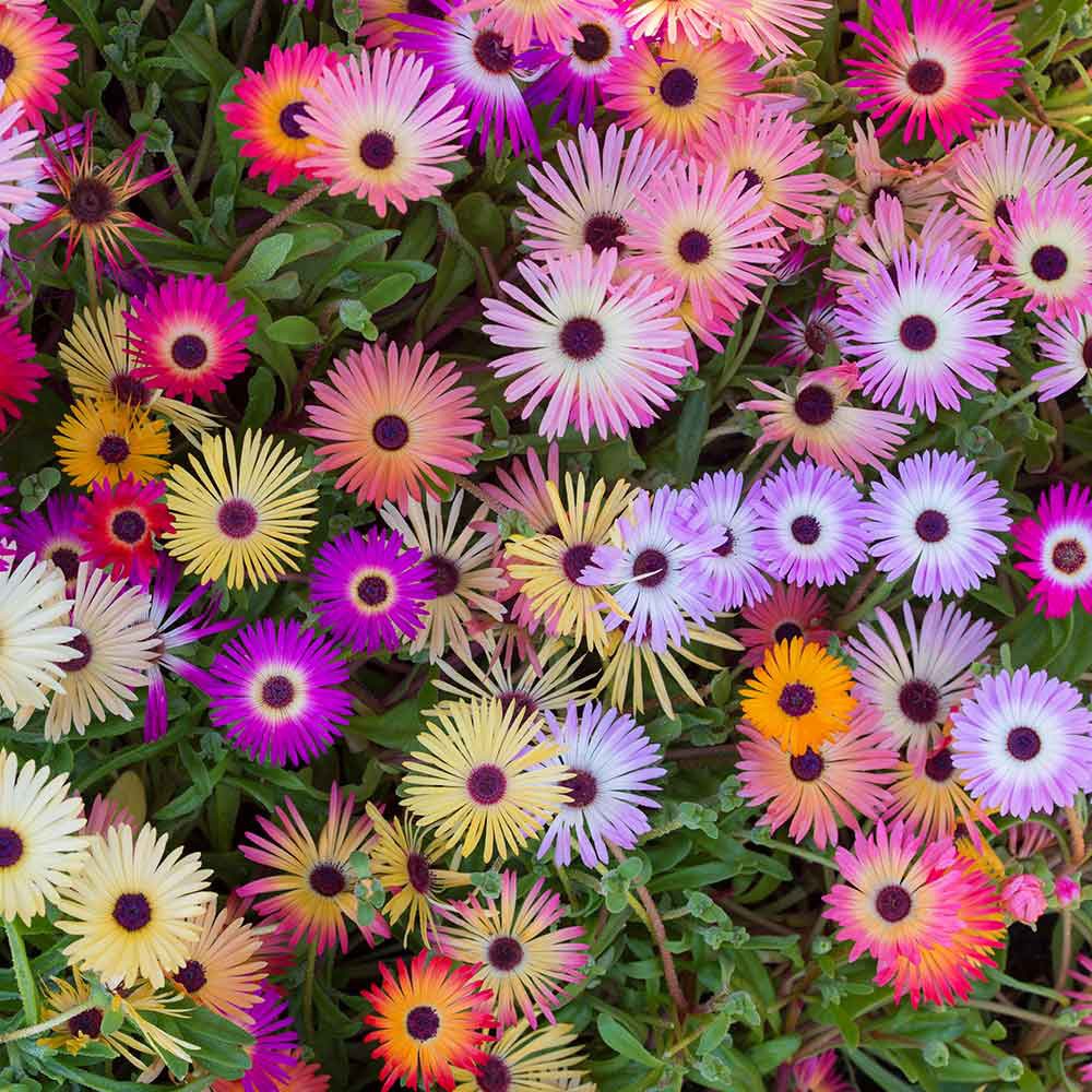 Benih Bibit Biji - Bunga Ice Plant Livingstone Daisy Mix Mesembryanthemum criniflorum (Tahan Panas)