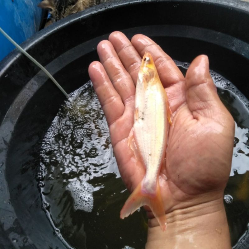 Patin Albino