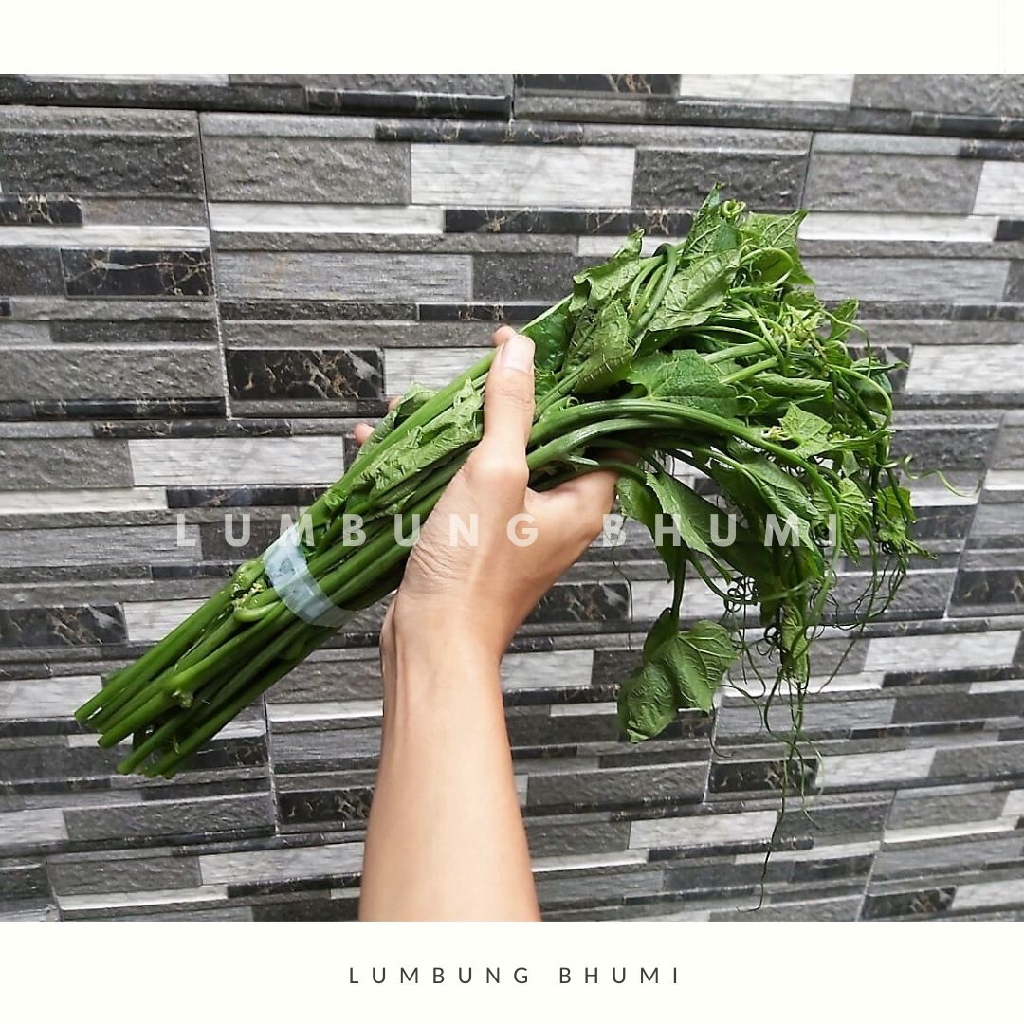 Jual Lumbung Bhumi Pucuk Labu 150 Gr Sayur Curah Shopee Indonesia