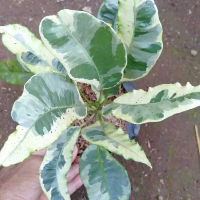 Tanaman hias langka puring susu - puring susu