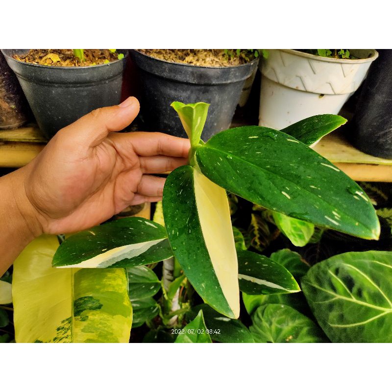 Standlyana variegata yellow