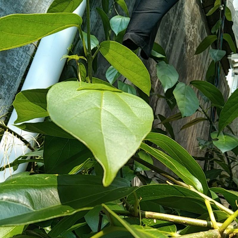 

Daun Cincau Hijau Perdu Segar Langsung Petik