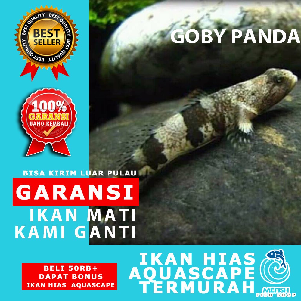 Ikan hias aquascape aquarium air tawar laut - MEFISH_ID - GOBY PANDA
