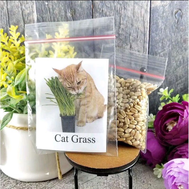 BIBIT RUMPUT KUCING 500 Seeds - Cat Grass Seed Biji Benih Bibit FEFARM