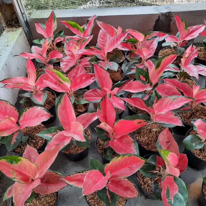 aglonema suksom lilin