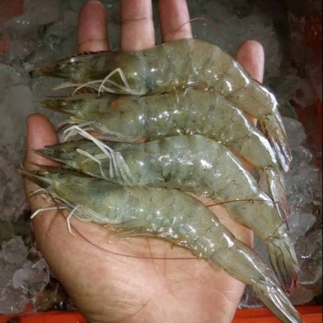 

Udang peci super