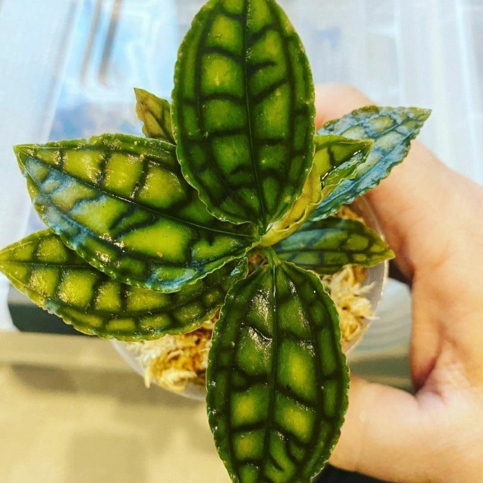 TANAMAN VIVARIUM cystorchis variegata