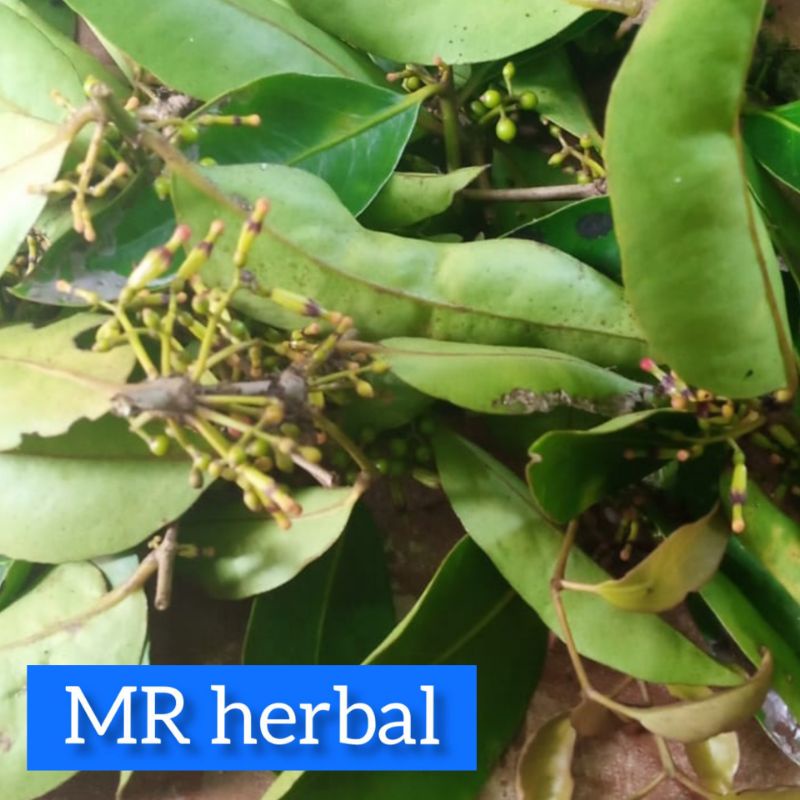 

Benalu jeruk manganeh jeruk segar per 1 kg