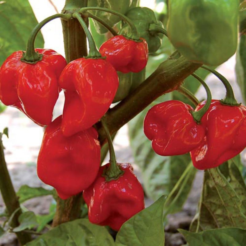 Benih/Bibit/Biji Cabai Habanero Merah Cabai Gendol Cabe Gendot Super Pedas