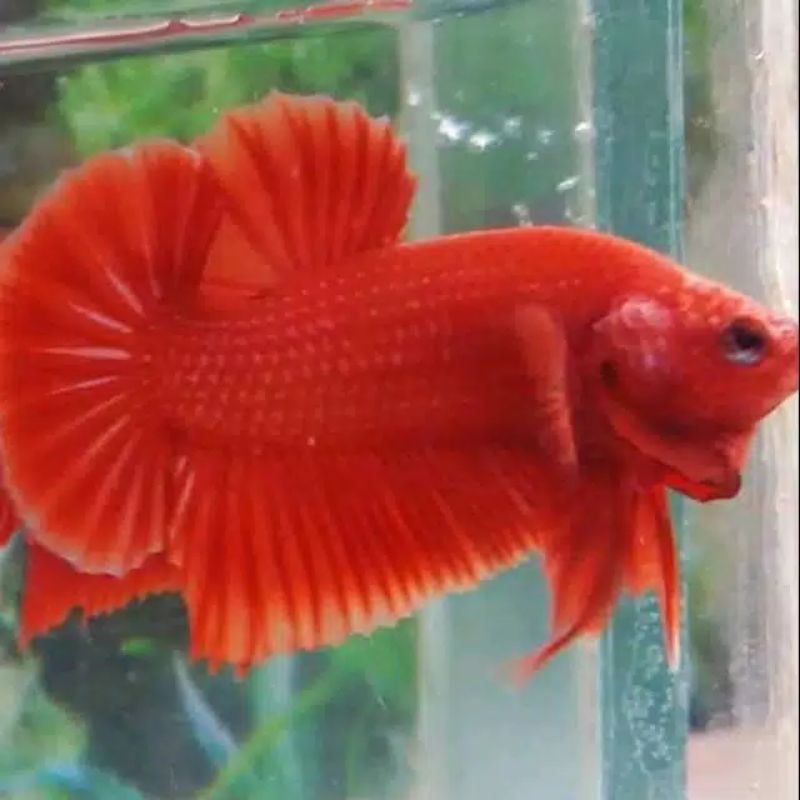 Ikan cupang  plakat super red merah  Shopee Indonesia