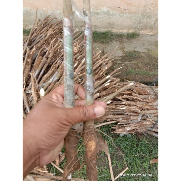 Bibit Karet Okulasi Stum Mata Tidur