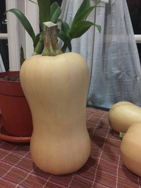 

RB Labu Butternut Squash Organik MPASI