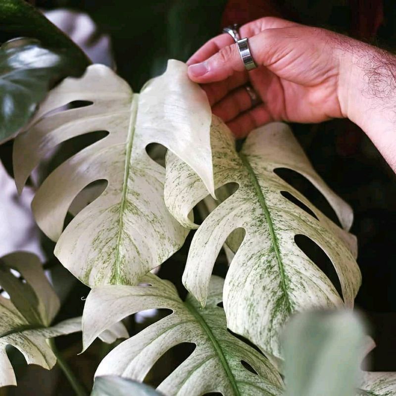 monstera borsigiana albo variegata bibit stek orginal berkualitas