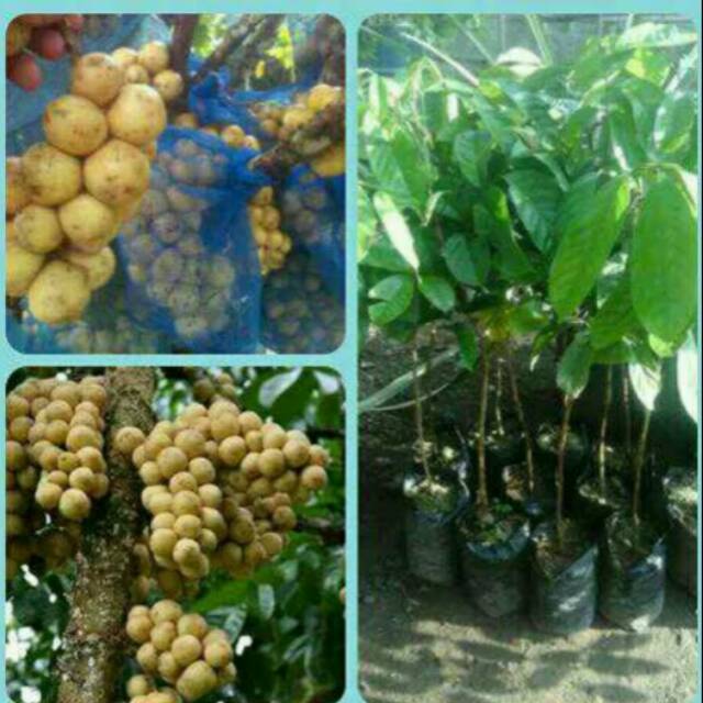 BIBIT BUAH DUKU PALEMBANG ASLI