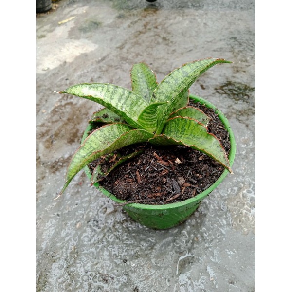 Sansivera Hybrid Srikandi