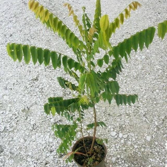 Bibit tanaman buah cermai belanda