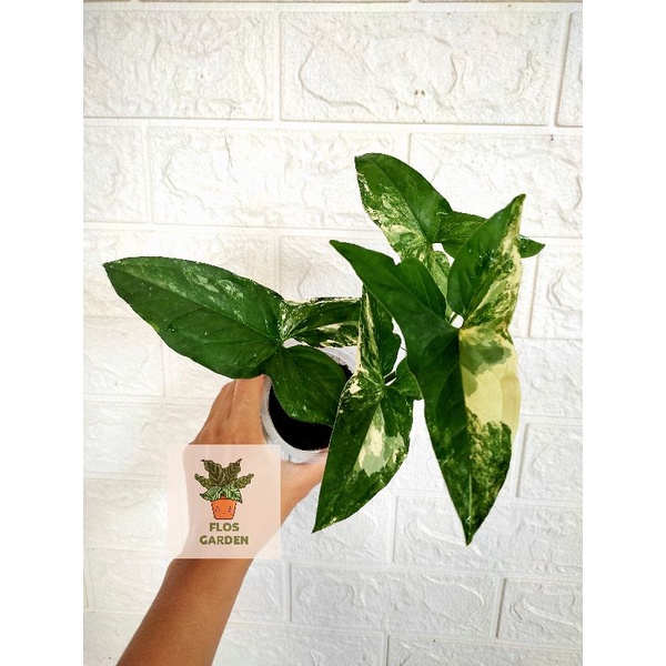 Syngonium varigata/Syngonium albo varigata